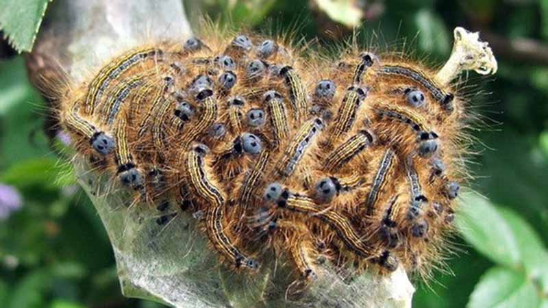 Sâu số mấy? Mơ thấy sâu là điềm lành hay dữ nên biết