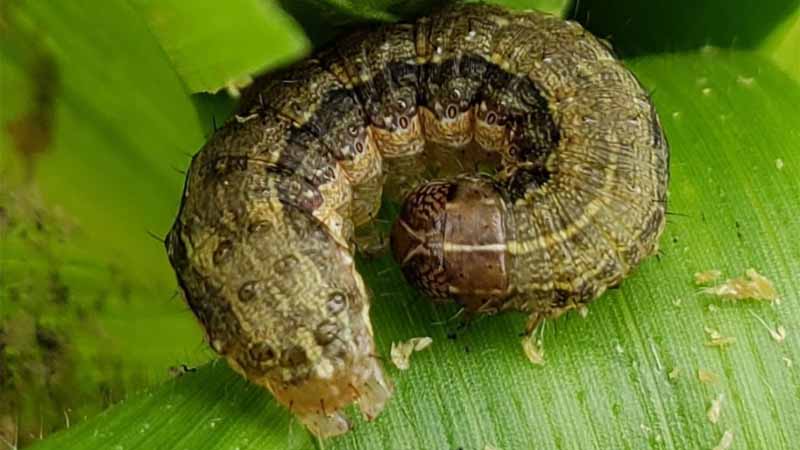 Sâu số mấy? Mơ thấy sâu là điềm lành hay dữ nên biết