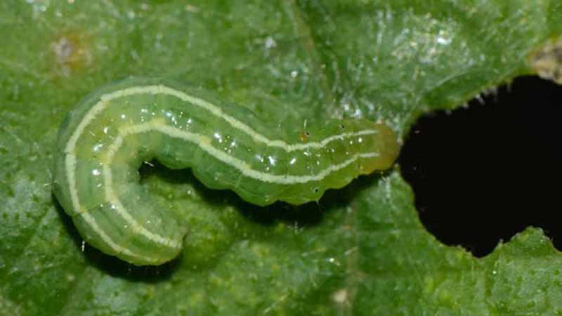 Sâu số mấy? Mơ thấy sâu là điềm lành hay dữ nên biết