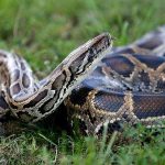 Trăn số mấy? Luận giải ý nghĩa tâm linh khi mơ thấy trăn