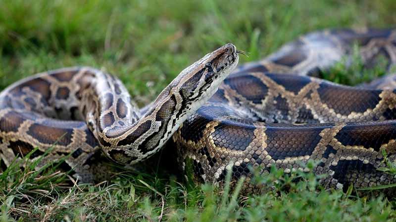 Trăn số mấy? Luận giải ý nghĩa tâm linh khi mơ thấy trăn 