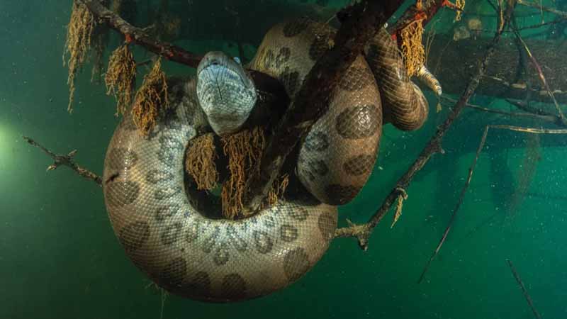 Trăn số mấy? Luận giải ý nghĩa tâm linh khi mơ thấy trăn