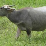 Trâu số mấy? Luận giải ý nghĩa tâm linh khi mơ thấy trâu