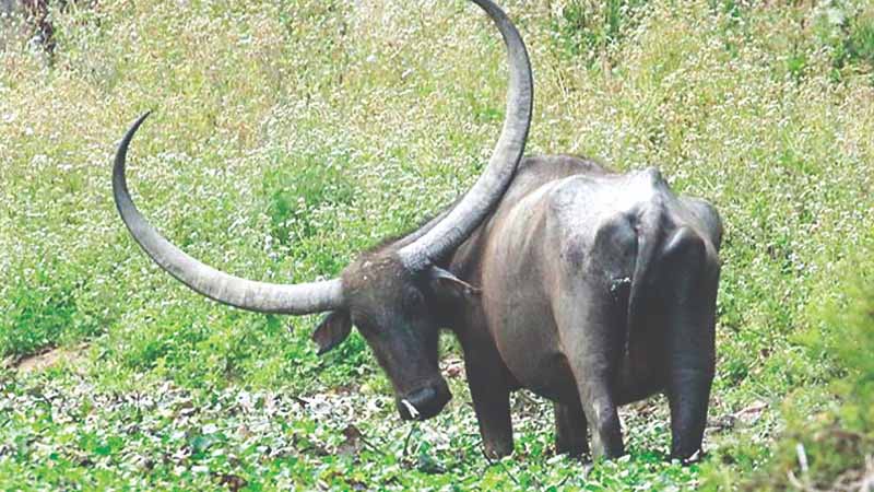 Trâu số mấy? Luận giải ý nghĩa tâm linh khi mơ thấy trâu