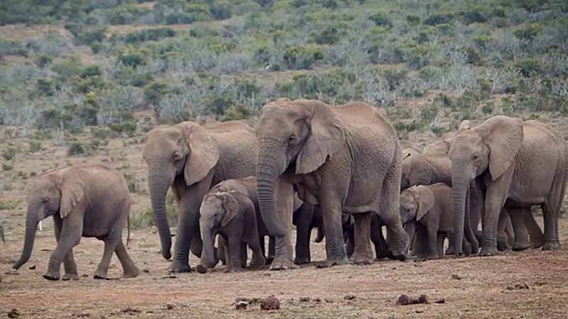 Voi số mấy? Bí ẩn tâm linh sau giấc mơ thấy voi