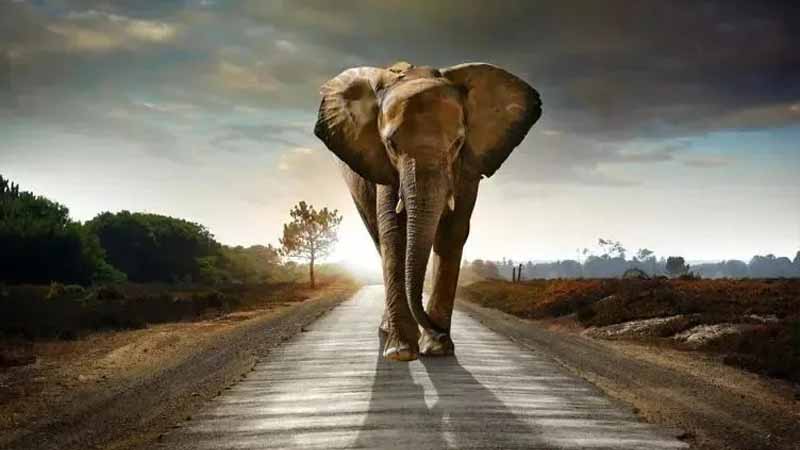 Voi số mấy? Bí ẩn tâm linh sau giấc mơ thấy voi