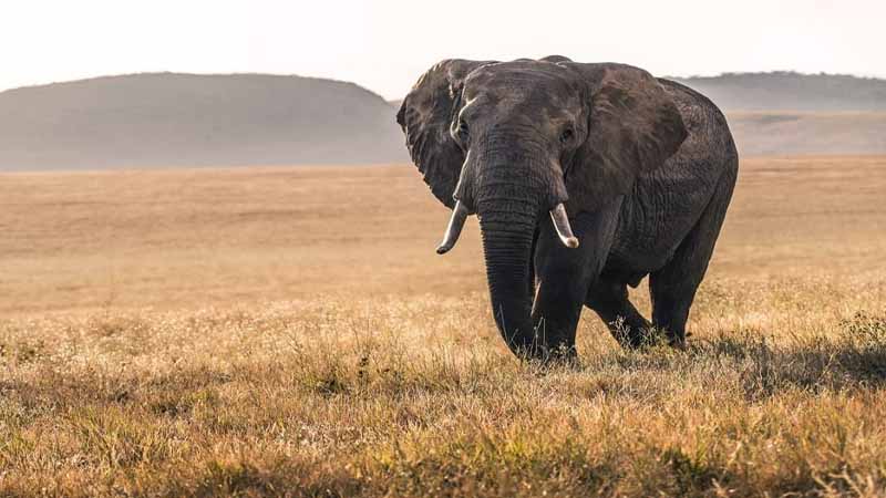 Voi số mấy? Bí ẩn tâm linh sau giấc mơ thấy voi