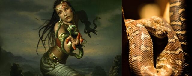 Giải mã giấc mơ liên quan đến động vật Giải mã giấc mơ liên quan đến động vật