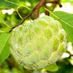 Quả na số mấy? Giải mã giấc mơ thấy quả na cực chuẩn theo sổ mơ