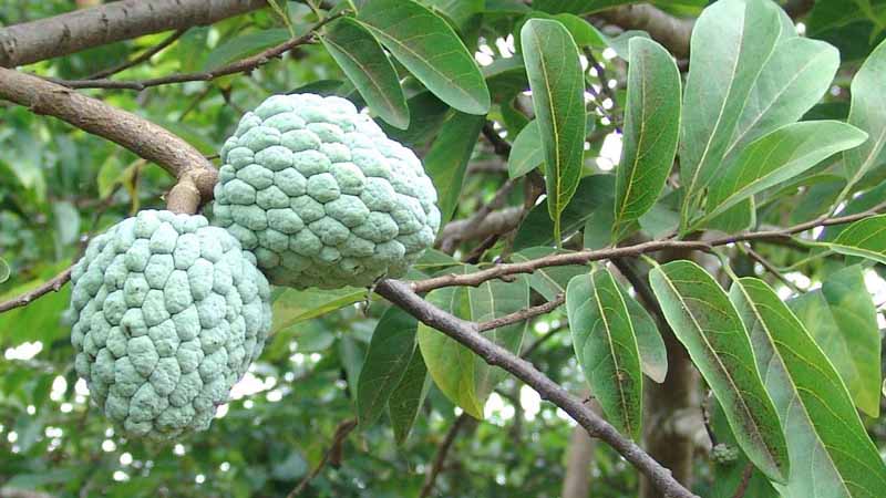 Quả na số mấy? Giải mã giấc mơ thấy quả na cực chuẩn theo sổ mơ