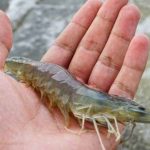 Tôm số mấy? Giải mã giấc mơ thấy tôm chuẩn xác, dễ trúng