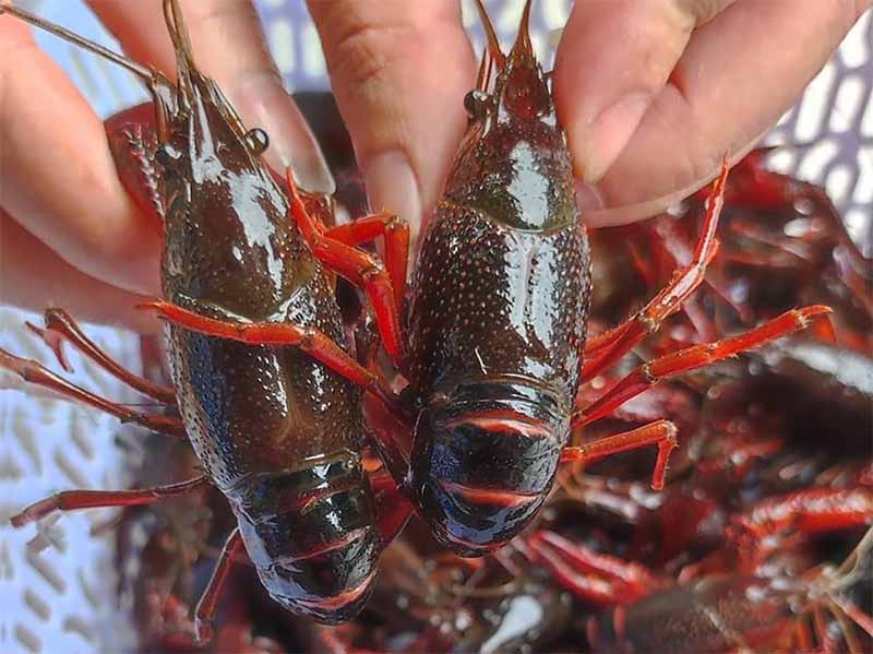 Tôm số mấy? Giải mã giấc mơ thấy tôm chuẩn xác, dễ trúng