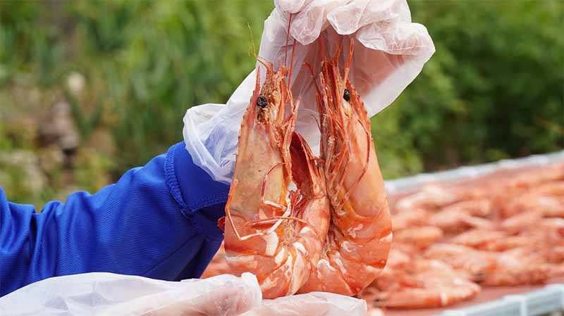 Tôm số mấy? Giải mã giấc mơ thấy tôm chuẩn xác, dễ trúng