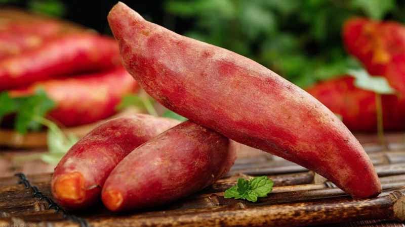 Khoai lang số mấy? Mơ thấy khoai lang là điềm lành hay dữ 