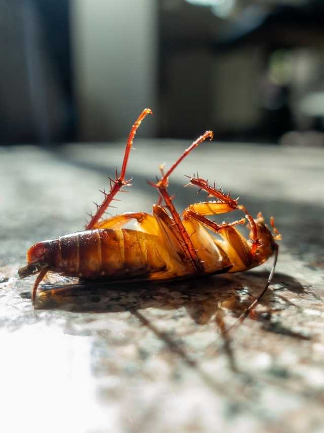 Mơ thấy gián nằm ngửa Mơ thấy gián nằm ngửa